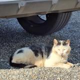 Photo de chat trouvé à Saintes