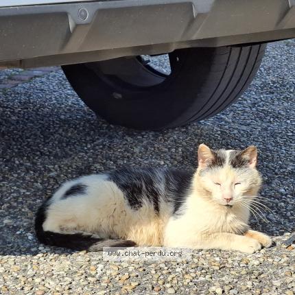 Photo 1/1 Chat trouvé Trouvé à Saintes