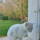 Photo de chat trouvé à Saint Gemme Moronval