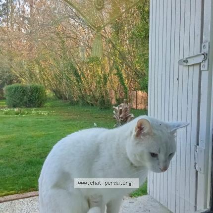 Photo 1/1 Chat trouvé Trouvé à Saint gemme moronval