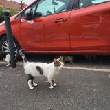 Photo de chat perdu à Argenteuil