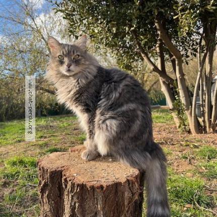 Photo de chat perdu à Hyeres