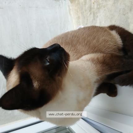 Photo de chat perdu à Saint Laurent