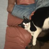 Photo de chat perdu à Annecy