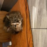 Photo de chat perdu à Epiais Rhus