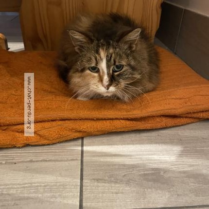 Photo de chat perdu à Epiais Rhus