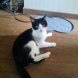 Photo de chat perdu à Cazals