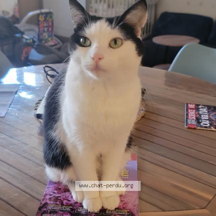 Photo 1/1 Chat retrouvé Perdu à Montpellier