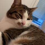 Photo de chat perdu à Saint Herblain