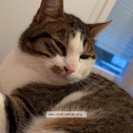 Photo de chat perdu à Saint Herblain