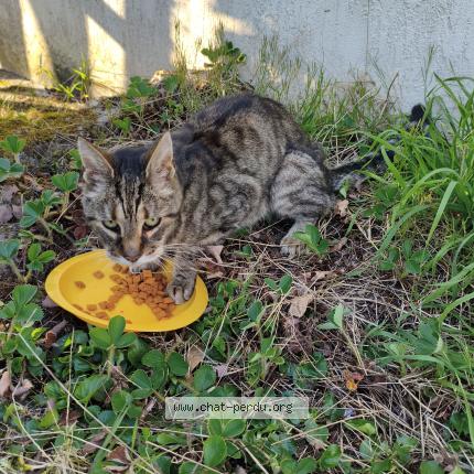 Photo 1/1 Chat trouvé Trouvé à Bruyeres le chatel