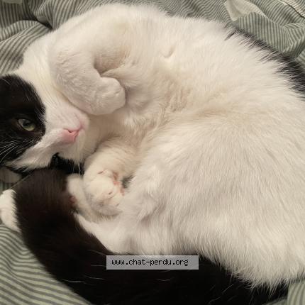 Photo de chat perdu à Bouchemaine