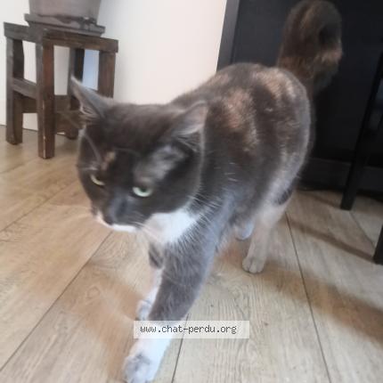 Photo 1/3 Chat trouvé Trouvé à Saint denis