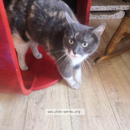 Photo 2/3 Chat trouvé Trouvé à Saint denis