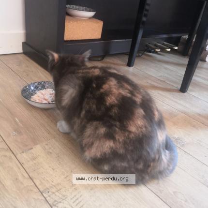 Photo 3/3 Chat trouvé Trouvé à Saint denis