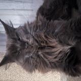 Photo de chat perdu à Izon