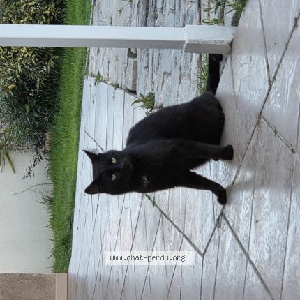 Photo 1/1 Chat trouvé Trouvé à Istres