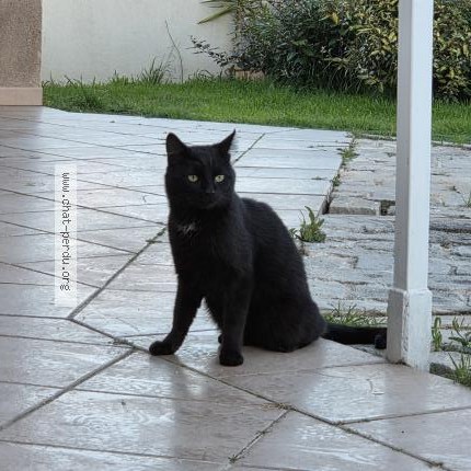 Photo 1/1 Chat trouvé Trouvé à Istres
