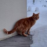 Photo de chat perdu à Medis