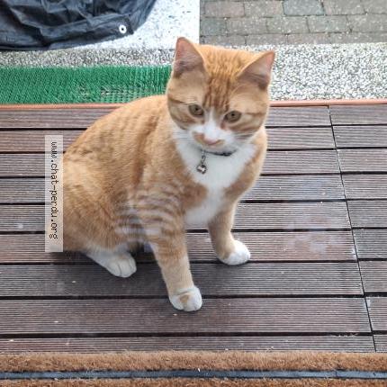 Photo 1/5 Chat trouvé Trouvé à Anderlecht
