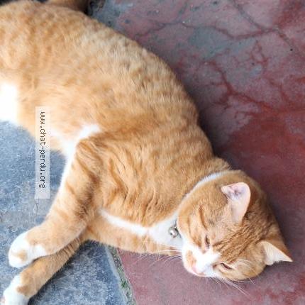 Photo 2/5 Chat trouvé Trouvé à Anderlecht