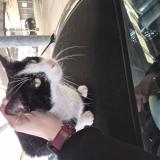 Photo de chat trouvé à Lille