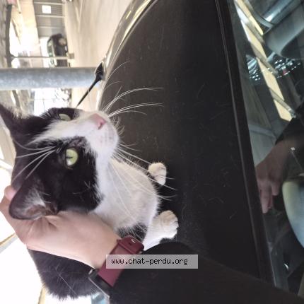 Photo 1/1 Chat trouvé Trouvé à Lille