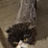 Photo de chat perdu à Ernee