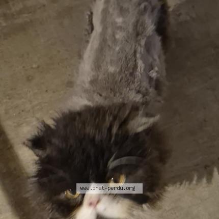 Photo de chat perdu à Ernee