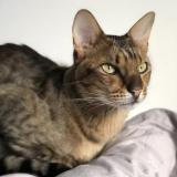 Photo de chat perdu à Irricana