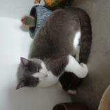 Photo de chat perdu à Cerans Foulletourte