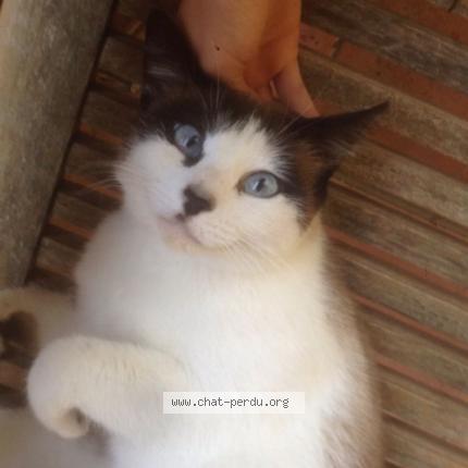 Photo de chat perdu à Bazus