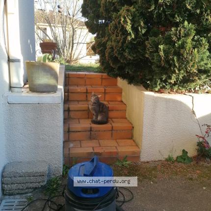 Photo 1/1 Chat trouvé Trouvé à Panazol