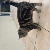 Photo de chat perdu à Wignehies