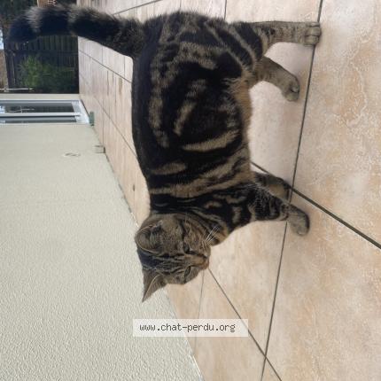 Photo de chat perdu à Wignehies