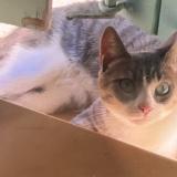 Photo de chat perdu à Rognes