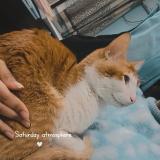 Photo de chat perdu à 33288