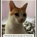 Photo de chat perdu à Tourcoing