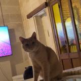 Photo de chat perdu à Liancourt