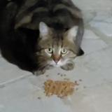 Photo de chat trouvé à Franconville