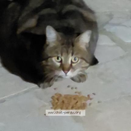 Photo 1/1 Chat trouvé Trouvé à Franconville