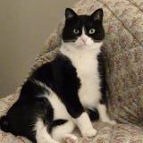 Photo de chat perdu à Bordeaux Cauderan