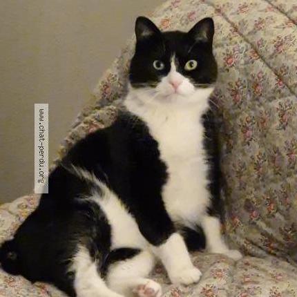 Photo de chat perdu à Bordeaux Cauderan
