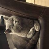 Photo de chat perdu à Brison Saint Innocent