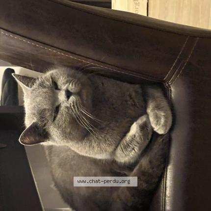 Photo de chat perdu à Brison Saint Innocent