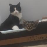 Photo de chat perdu à Aulnay Sous Bois