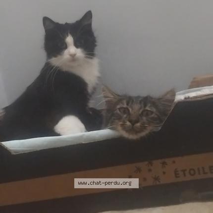 Photo de chat perdu à Aulnay Sous Bois