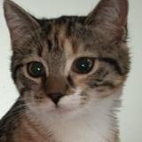 Photo de chat perdu à St Didier Sur Chalaronne