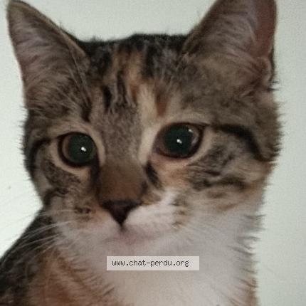 Photo de chat perdu à St Didier Sur Chalaronne