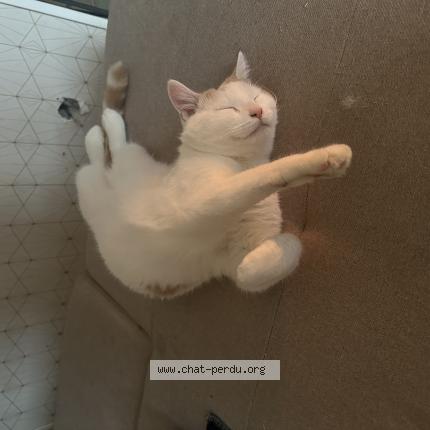 Photo de chat perdu à La Bonneville Sur Iton